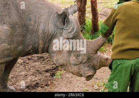 Hands of a tourist feeding Baraka - the Black blind rhino at Ol Pejeta Conservancy in Nanyuki, Kenya Stock Photo