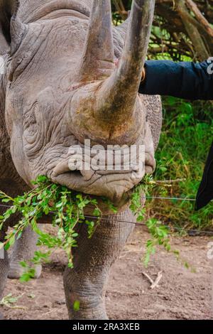 Hands of a tourist feeding Baraka - the Black blind rhino at Ol Pejeta ...