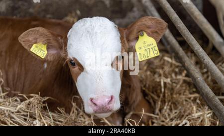 Fleckvieh calf in pen. Orkney, UK. Stock Photo