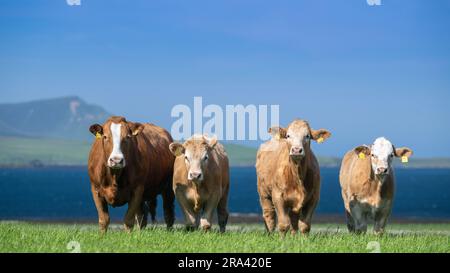 Herd of suckler beef cattle grazing pasture on the Orkney Isles with the hills of Hoy in the background. Scotland, UK. Stock Photo