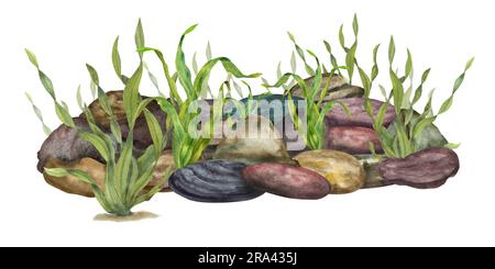 Natural green sea kelps among underwater stones isolated on white background. Watercolor illustration of marine composition for print, postcards Stock Photo