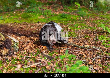 A puppy in the forest in Scotland Stock Photo