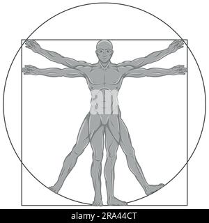 Vector design of cartoon style Vitruvian man, Study of the ideal proportions of the human body, Canon of human proportions Stock Vector