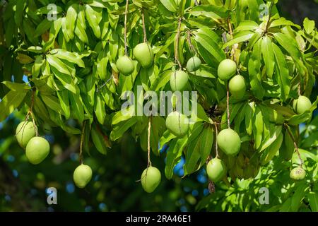 A large number of green mangoes hanging from the tree in the sunshine. The leaves are bright and green. Stock Photo