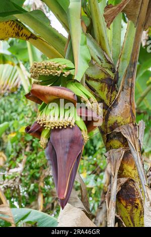 Flowering banana plant with several large bunches of ripening fruit. The flower is reddish purple. Stock Photo