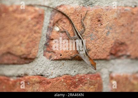 A brown anole lizard perched on a red brick wall in an outdoor landscaping scene Stock Photo