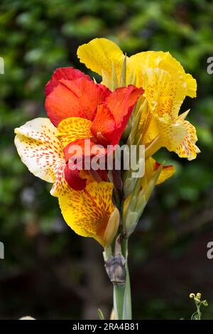 Closeup picture of vibrant yellowish red canna lily flowers blooming in the Spring and summer Stock Photo