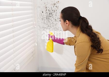 Woman in rubber gloves spraying mold remover onto wall in room Stock Photo