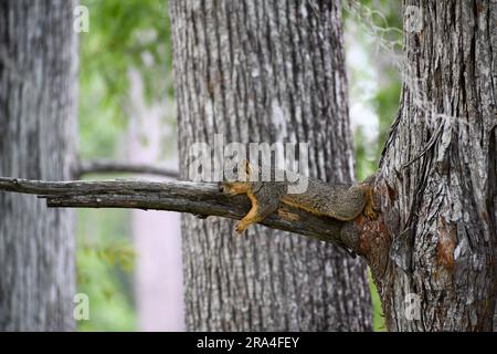 Lazy squirrel resting on tree branch Stock Photo