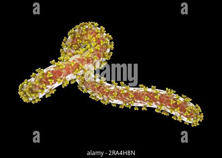 Marburg Virus, Illustration Stock Photo - Alamy