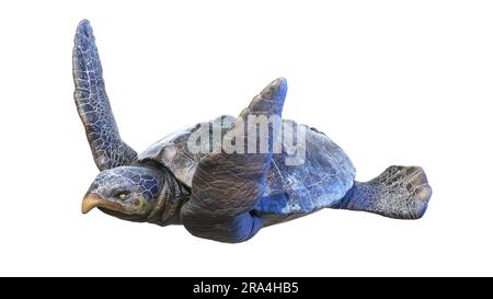 Archelon prehistoric turtle, illustration Stock Photo