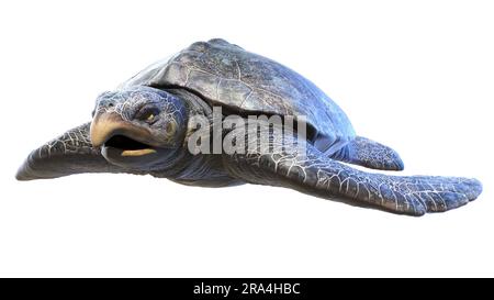 Archelon prehistoric turtle, illustration Stock Photo