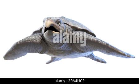 Archelon prehistoric turtle, illustration Stock Photo