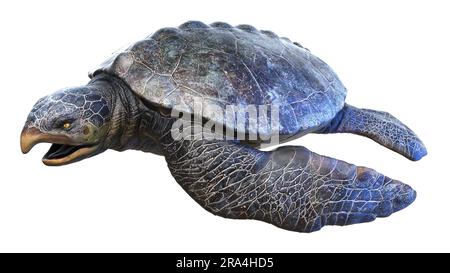 Archelon prehistoric turtle, illustration Stock Photo