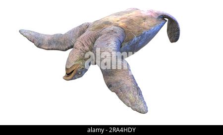 Archelon prehistoric turtle, illustration Stock Photo