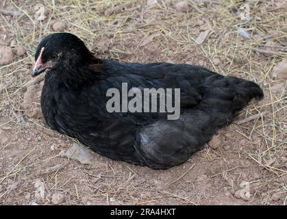 A Young Black Hen Sitting on a Patch of Dirt Stock Photo