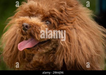 brown poodle cross-breed headshot daytime Stock Photo