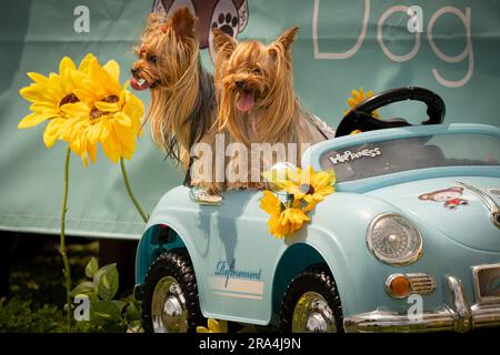 Silky terriers sitting in a toy car on a sunny day Stock Photo