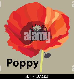 Flat poppy flower vector illustration Stock Vector