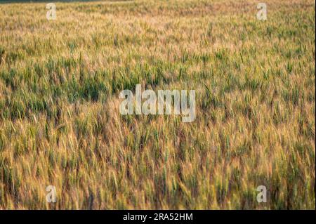 Shallow focus shot of a barley field with plants at different levels of ripeness ranging from green to gold in color. Stock Photo