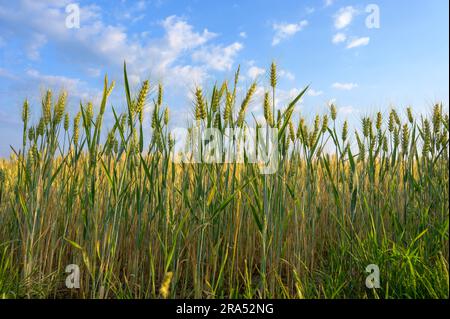 Low angle shot of barley against blue sky with fluffy clouds. Stock Photo