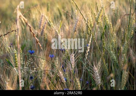 Barley in various stages of ripeness at the edge of a field with a few corn flowers and grass growing in between. Stock Photo