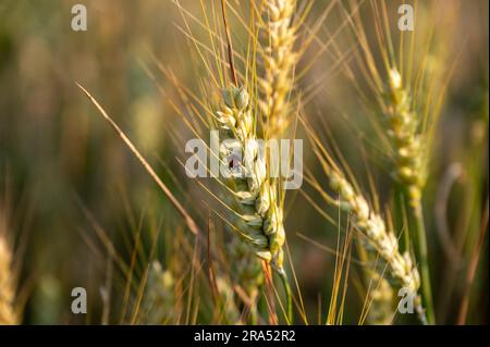 Ladybug sitting on a healthy ear of barley. Stock Photo
