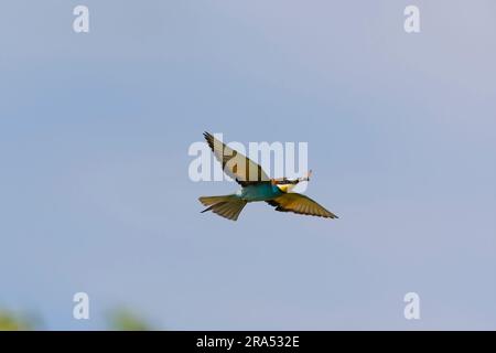 European bee-eater Merops apiaster, adult flying with insect in beak, Macin, Romania, June Stock Photo