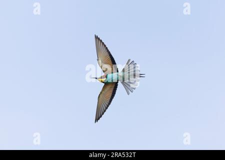 European bee-eater Merops apiaster, adult flying, Macin, Romania, June Stock Photo