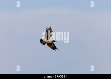 Hooded crow Corvus cornix, adult flying, Danube Delta, Romania, June Stock Photo