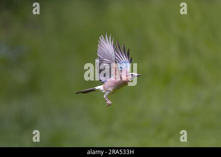 Eurasian jay Garrulus glandarius, adult flying, Transylvania, Romania, June Stock Photo