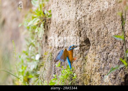 Common kingfisher Alcedo atthis, adult male with fish in beak flying into nest hole, Danube Delta, Romania, June Stock Photo