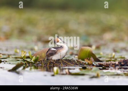 Great crested grebe Podiceps cristatus, breeding plumage adult on nest, Danube Delta, Romania, June Stock Photo