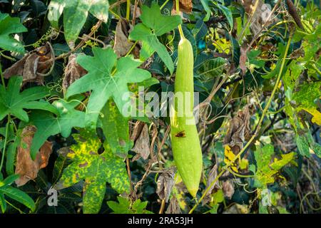 Ridge Gourd (Torai) Vine. A popular vegetable used in Indian cooking. Uttarakhand India. Stock Photo