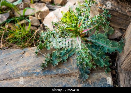 Spiny sowthistle plant, Sonchus asper in the himalayan region of Uttarakhand. Stock Photo