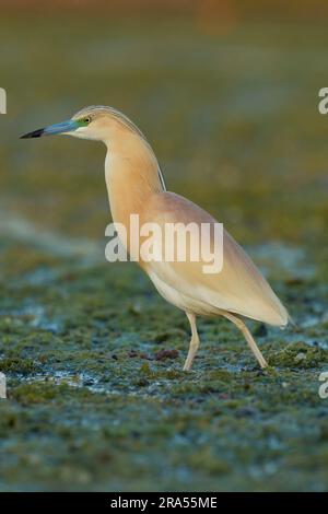 Squacco heron (Ardeola ralloides) in evening shade standing among vegetation in the Danube delta complex of lagoons Stock Photo