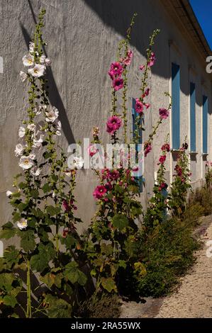 Hollyhocks (Alcea or Althaea rosea) stand tall in Talmont-sur-Gironde, Nouvelle-Aquitaine, France. Stock Photo