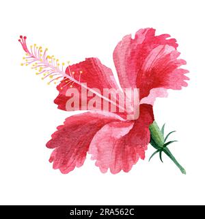 Bright pink hibiscus flower. tropical flowers. Watercolor illustration on a white background. Drawing for the design of souvenirs, postcards, posters Stock Photo