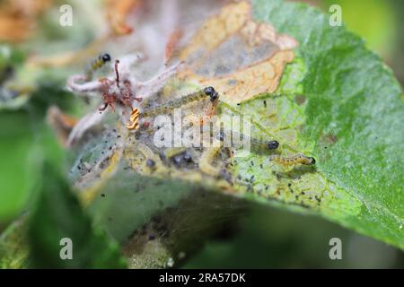 Nest of young caterpillars of Yponomeuta or formerly Hyponomeuta malinellus the apple ermine on an apple leaf in early spring. Stock Photo