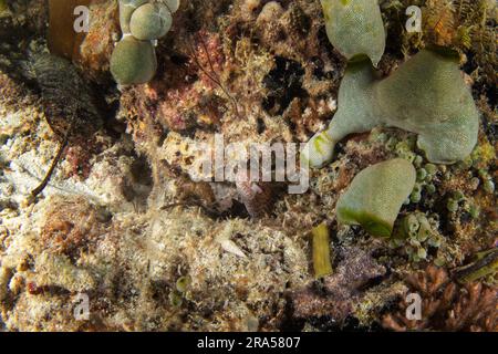 Barred fin moray is hiding in the cave. Gymnothorax zonipectis is fishing on the reef in Raja Ampat. Small red morey with white spotts. Stock Photo