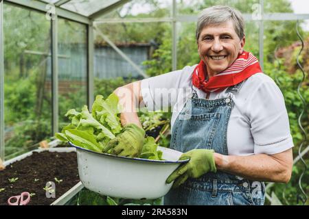 In a greenhouse, an elderly woman in green shirt and blue jeans holds a bowl of fresh lettuce. The bright sunlight highlights her content expression a Stock Photo