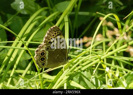 Lopinga achine, the woodland brown, is a Palearctic butterfly in the family Nymphalidae. Stock Photo