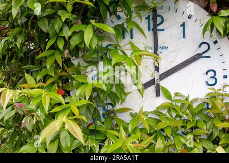 A simple clock face mounted in a garden with greenery growing over and around it Stock Photo