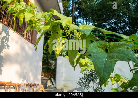 Ridge Gourd (Torai) Vine. A popular vegetable used in Indian cooking. Uttarakhand India. Stock Photo