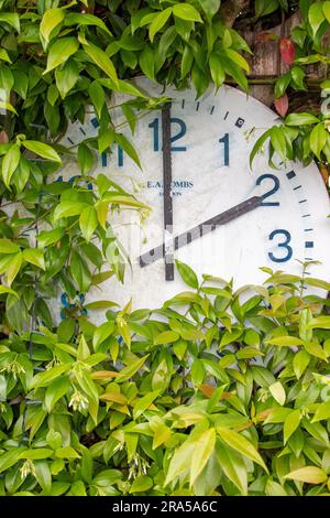 A simple clock face mounted in a garden with greenery growing over and around it Stock Photo