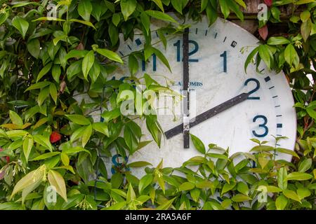 A simple clock face mounted in a garden with greenery growing over and around it Stock Photo