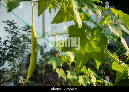 Ridge Gourd (Torai) Vine. A popular vegetable used in Indian cooking. Uttarakhand India. Stock Photo