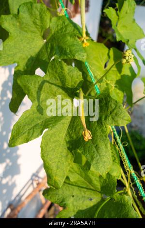 Ridge Gourd (Torai) Vine. A popular vegetable used in Indian cooking. Uttarakhand India. Stock Photo