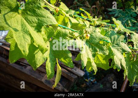 Ridge Gourd (Torai) Vine. A popular vegetable used in Indian cooking. Uttarakhand India. Stock Photo