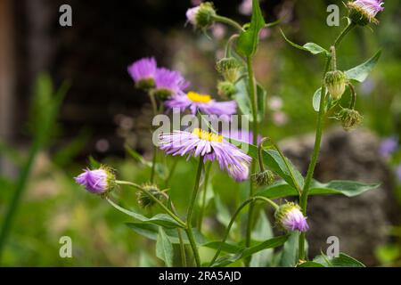 Erigeron speciosus close-up, aspen flea beetle, garden flea beetle, showy flea. Compositae family Stock Photo